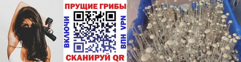 omg ссылки  наркота  Наро-Фоминск  Галлюциногенные грибы Psilocybine cubensis 